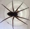 Dolomedes plantarius